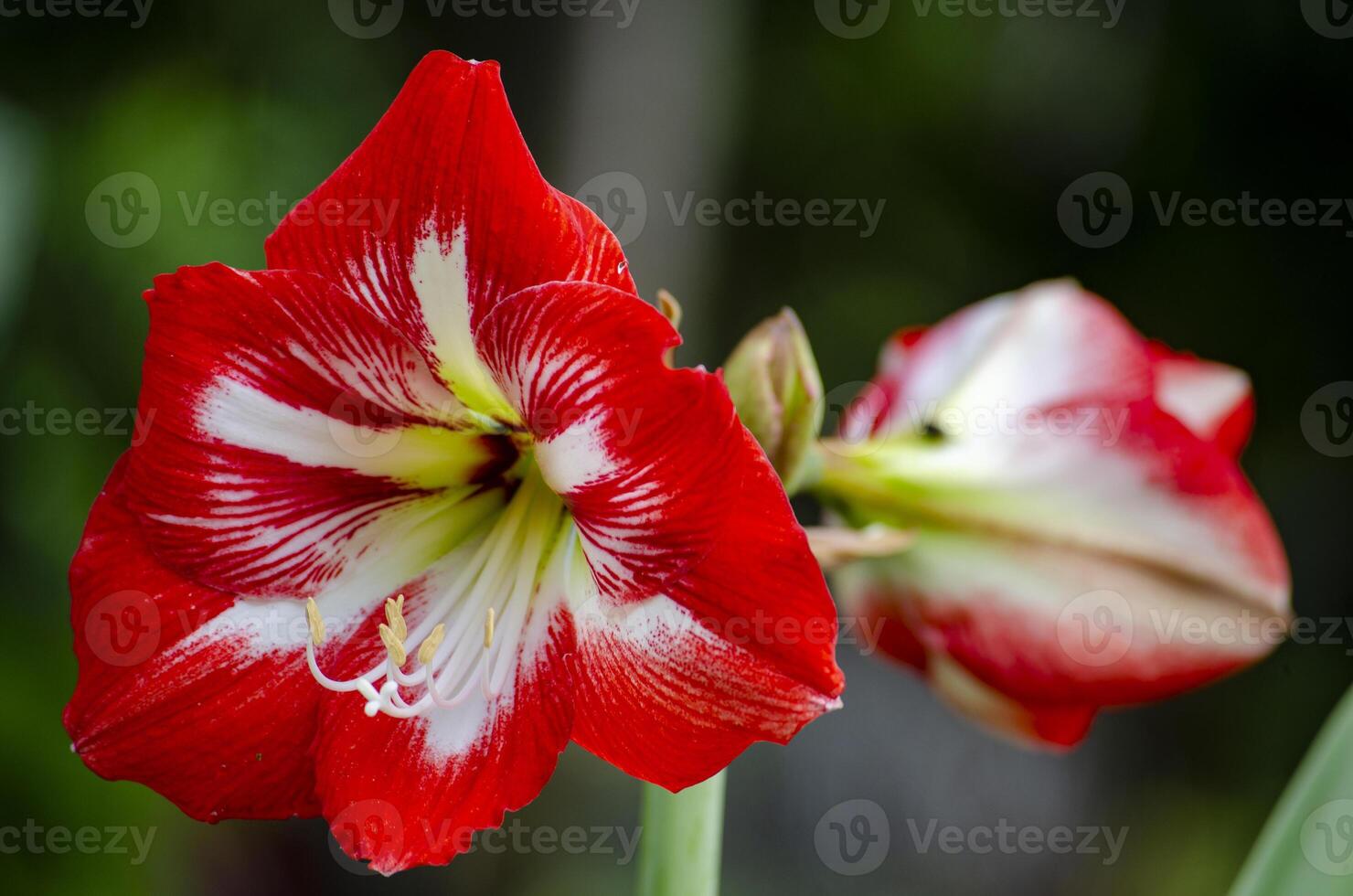 Close up view of Amaryllis flower with customizable space for text or message. photo