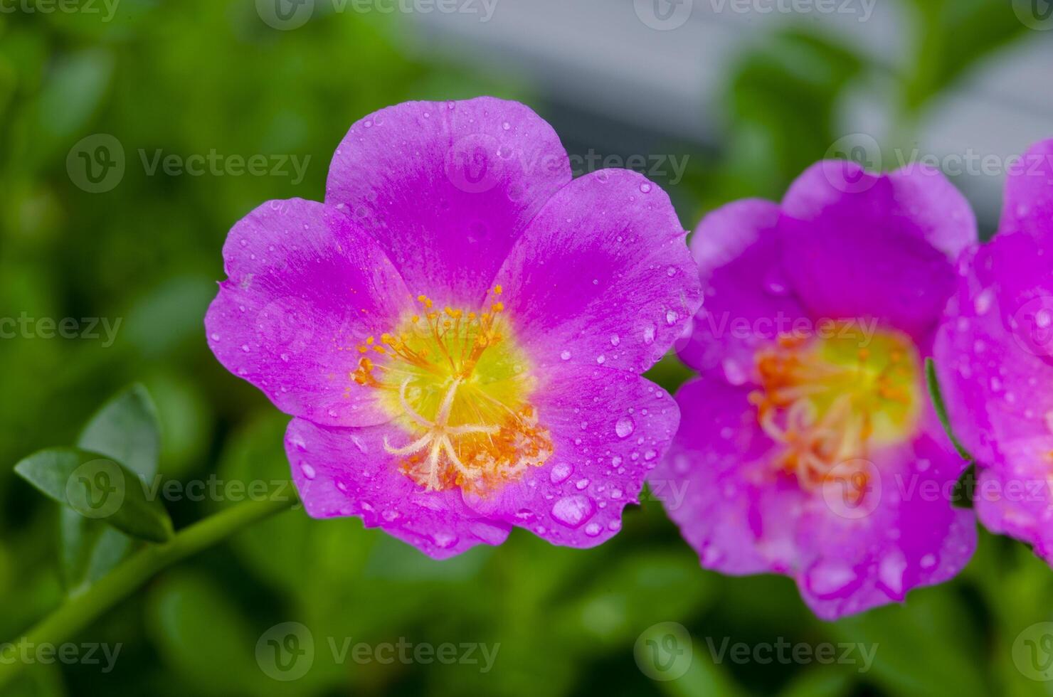 Close up of Portulaca flowers taken after rainy day with customizable space for text or message photo