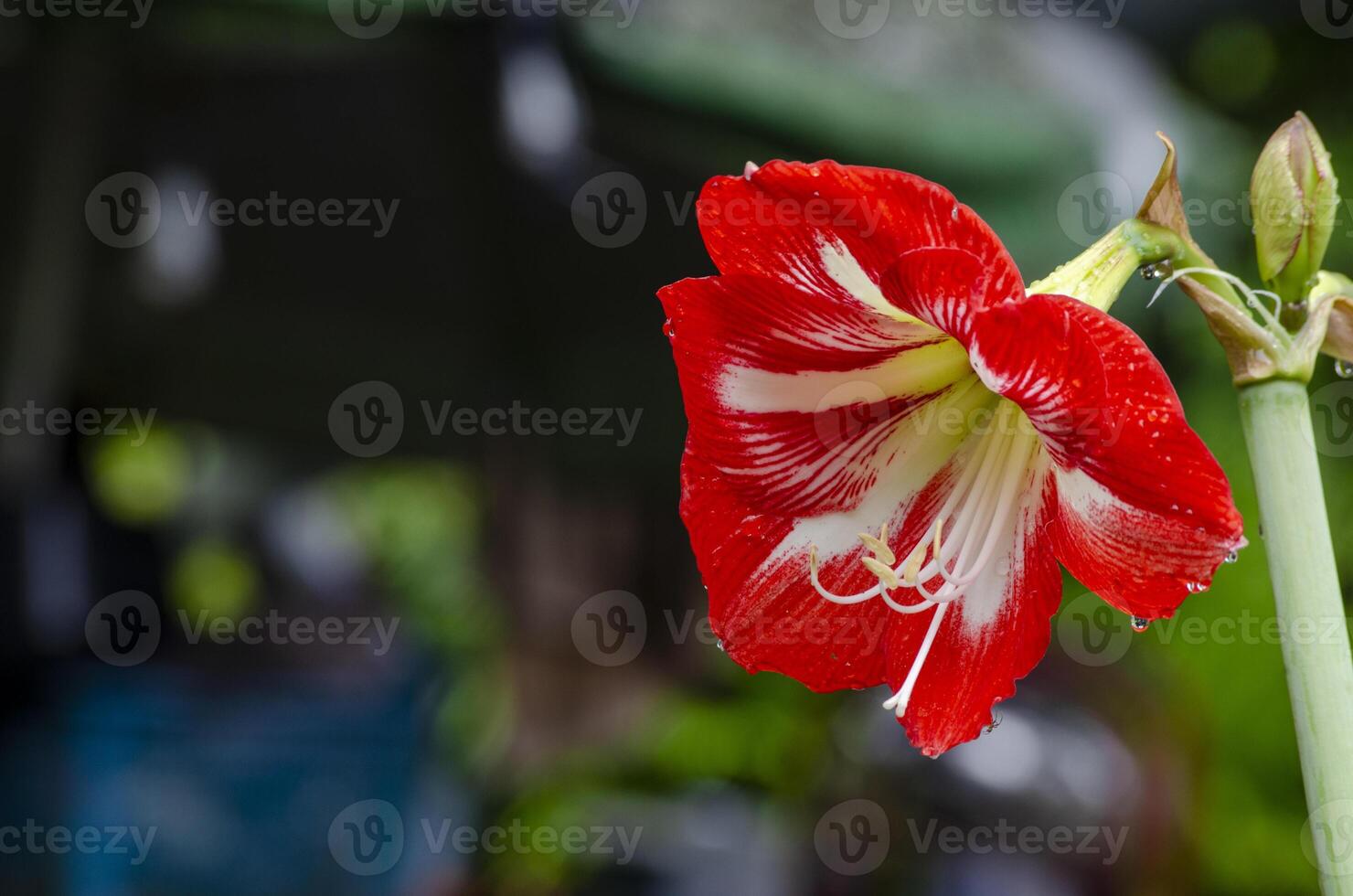 Beautiful Amaryllis flower with customizable space for text or message photo