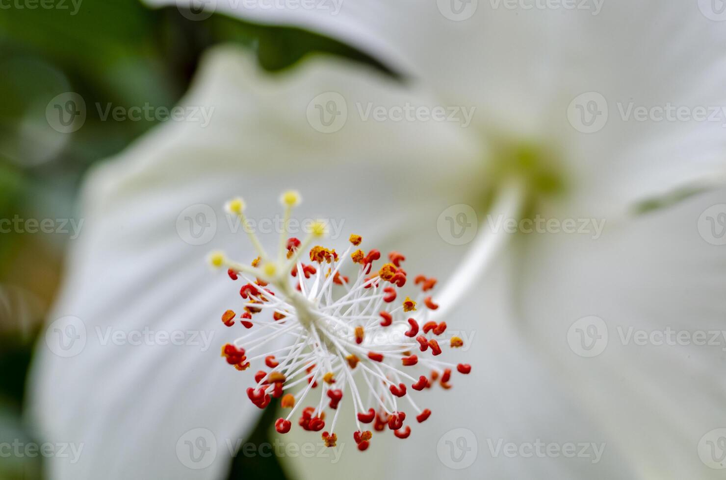 Close up view of white hibiscus flower with customizable space for text or message photo