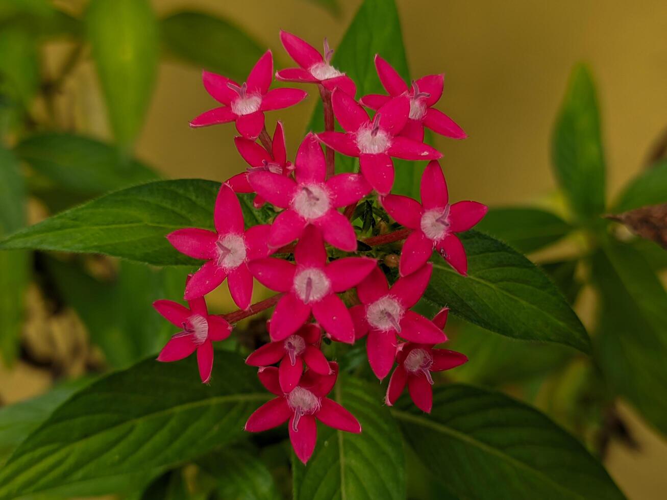 a pink flower with white centers photo