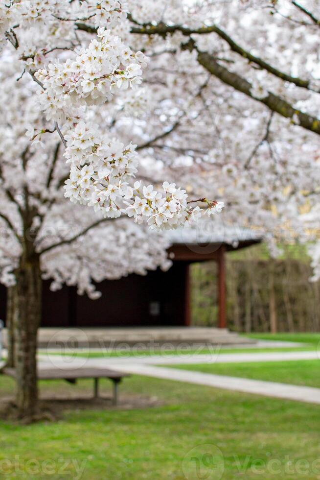 View of blooming sakura trees in a Japanese-style park photo