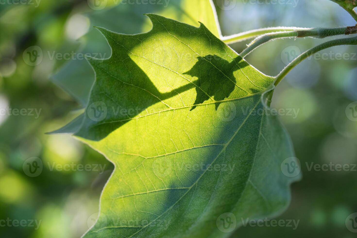 Backlit Small Leaf Creates a Shadow on a Larger Leaf in Front photo