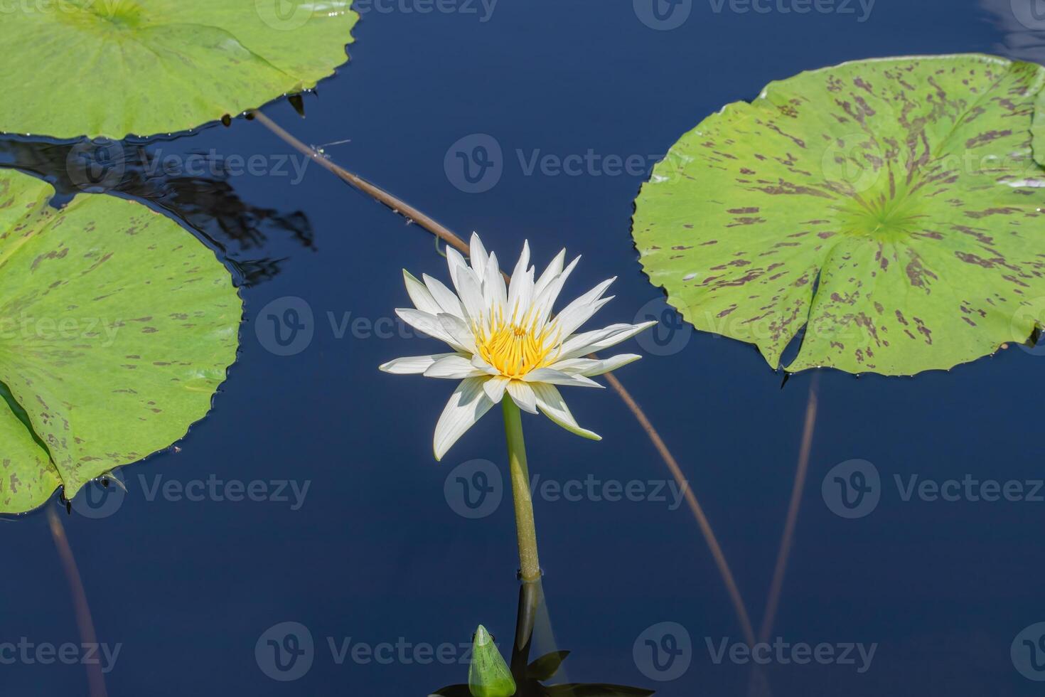 Dot-Leaf Water Lily on a Bright Sunny Day photo