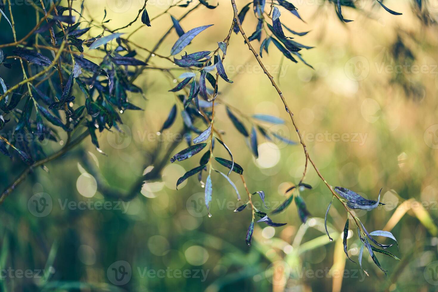 Leaves of white willow with out of focus background photo