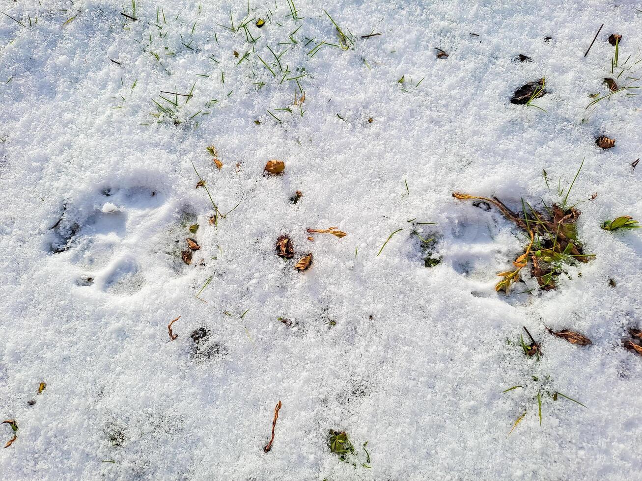 Dog tracks on white snow. A dog walks in the snow, leaving tracks. photo