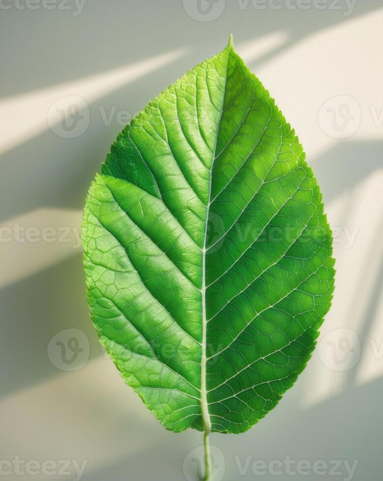 Vibrant green leaf showcases intricate texture and natural beaut photo