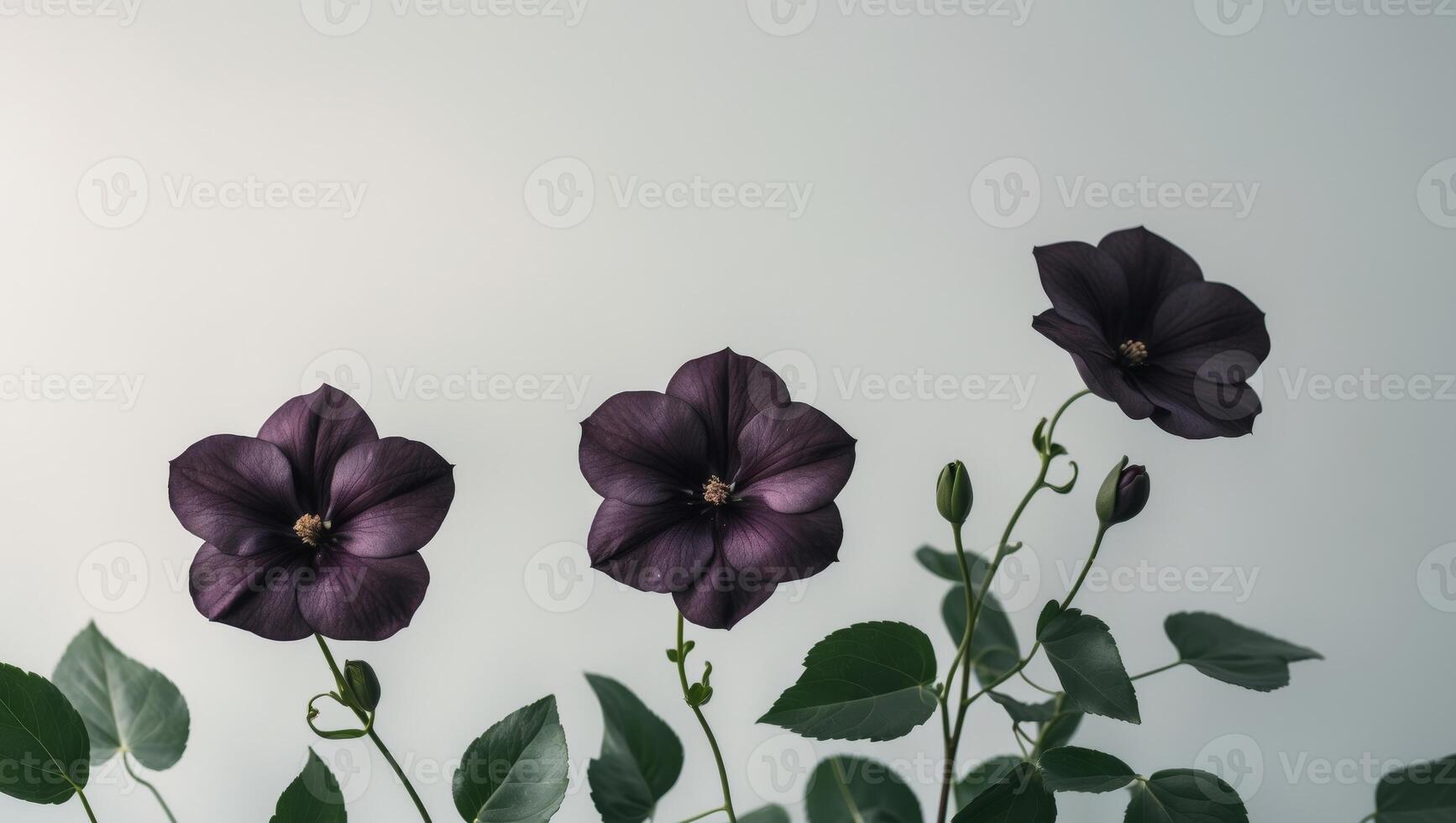 Three Dark Purple Flowers with Green Leaves photo