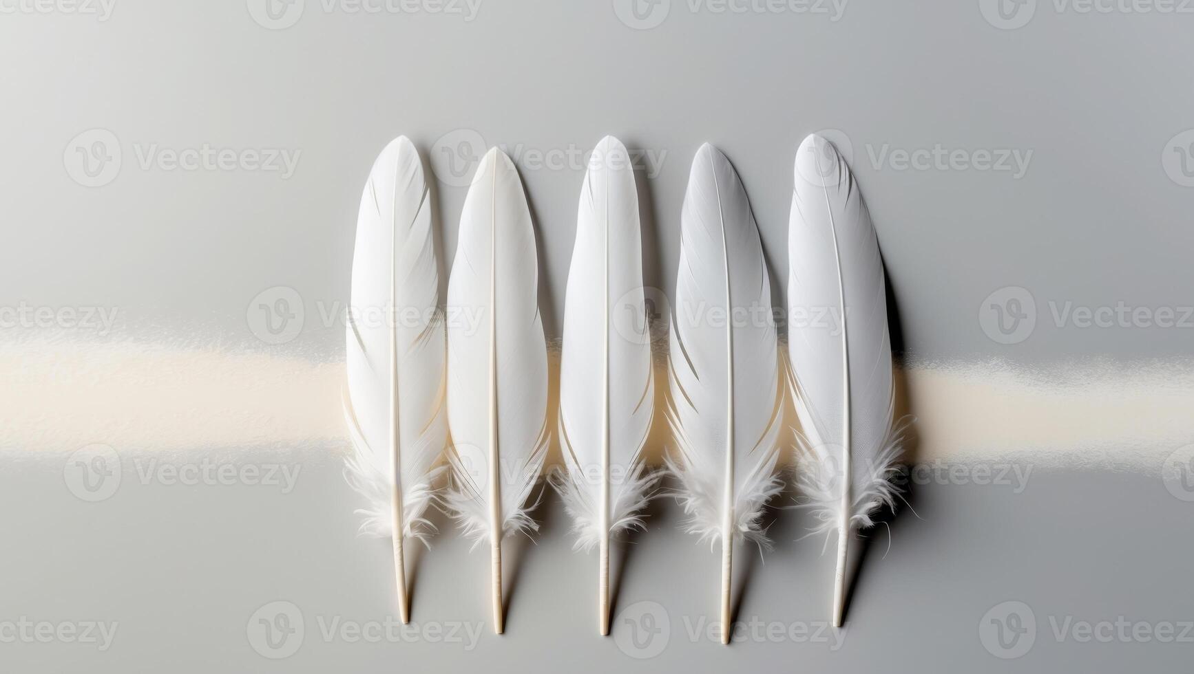 Row of five white feathers on light gray background.Row of five white feathers on light gray background. photo