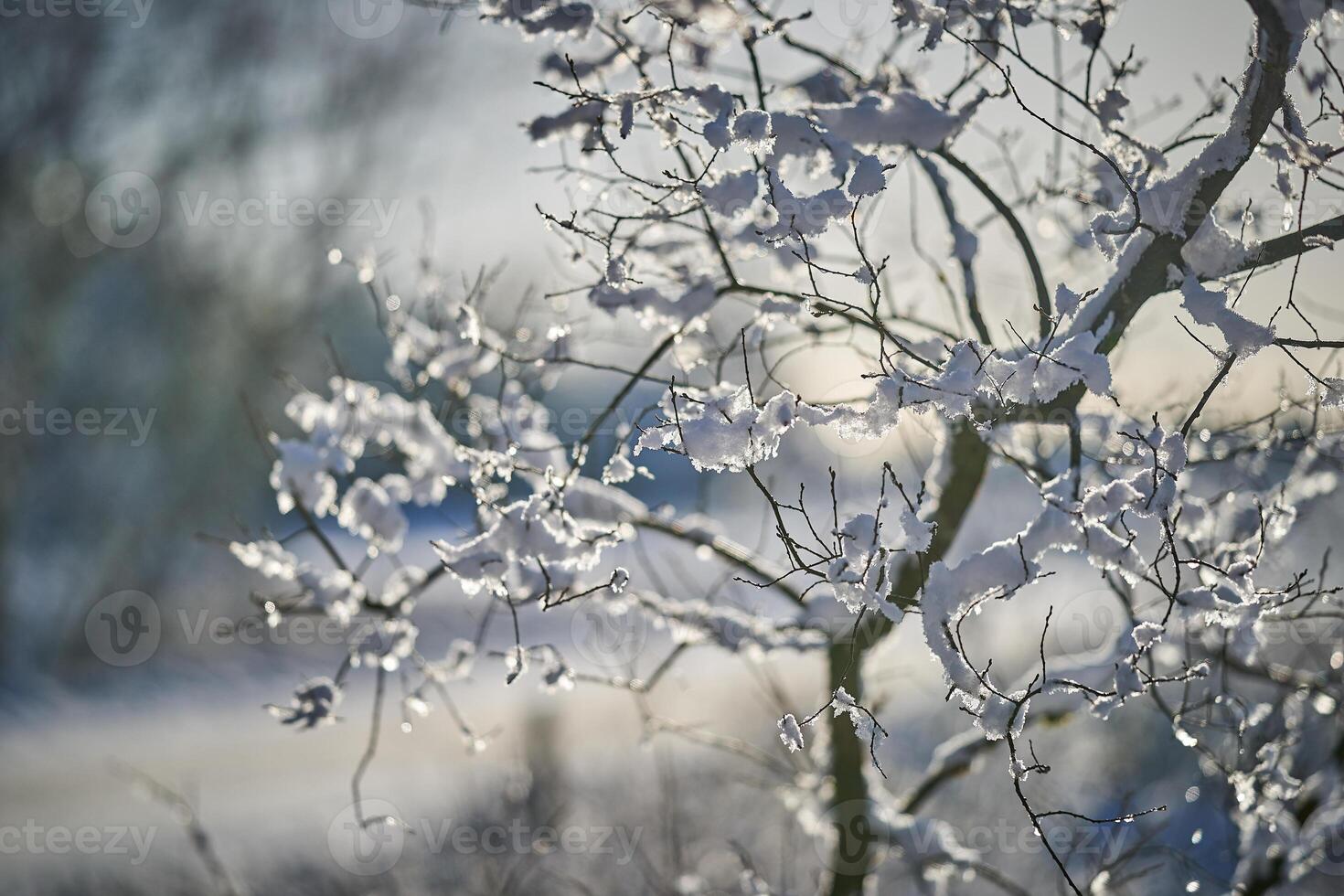 Frost ice snow on branches morning light photo