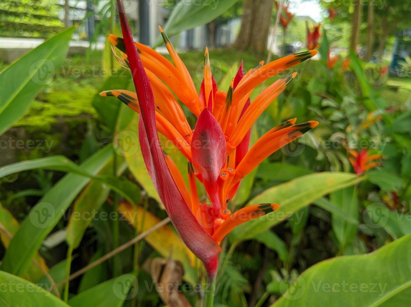 Close-up of a vibrant red and orange heliconia flower in full bloom, surrounded by lush green foliage in a tropical garden photo