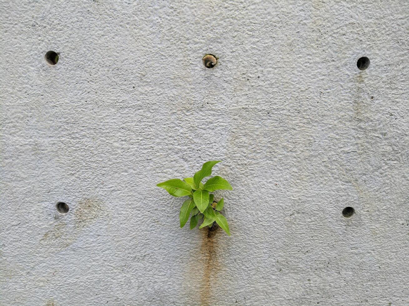 a plant growing out of a concrete wall photo