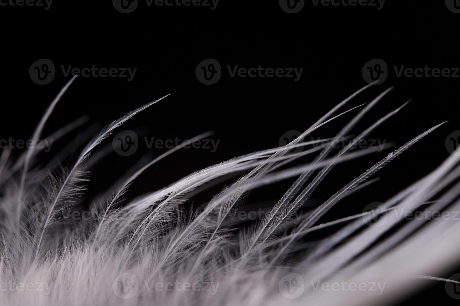 White texture abstract on black background, bird feather photo