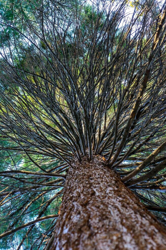 Bottom-up view along the trunk of a coniferous tree on the crown with branches in the garden, Ukraine photo