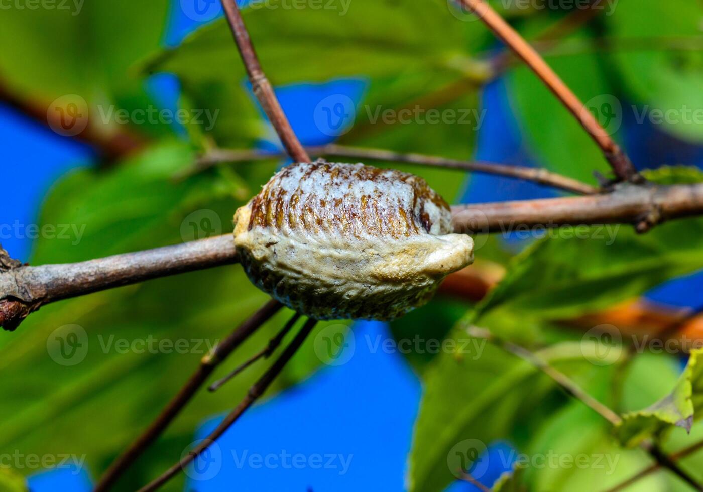 Hierodula transcaucasica ootheca, a cocoon with eggs of an invasive mantis in Ukraine attached to a twig against the background of leaves photo