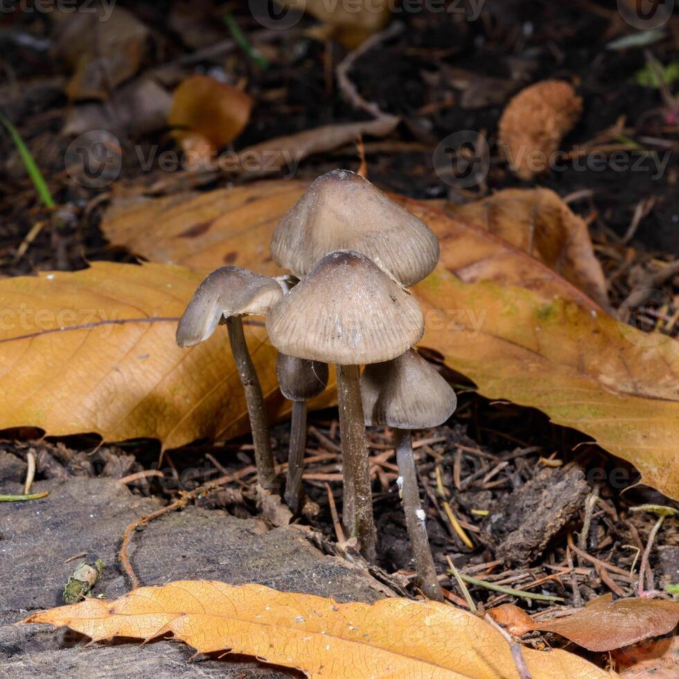 Mycena sp. a small saprotrophic fungus on a rotten stump and roots of a dead tree, Odessa photo