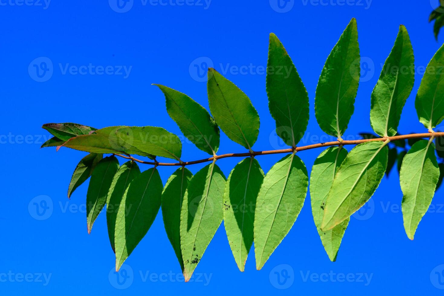 A twig with oblong green leaves against the background of the sky in the garden in autumn photo