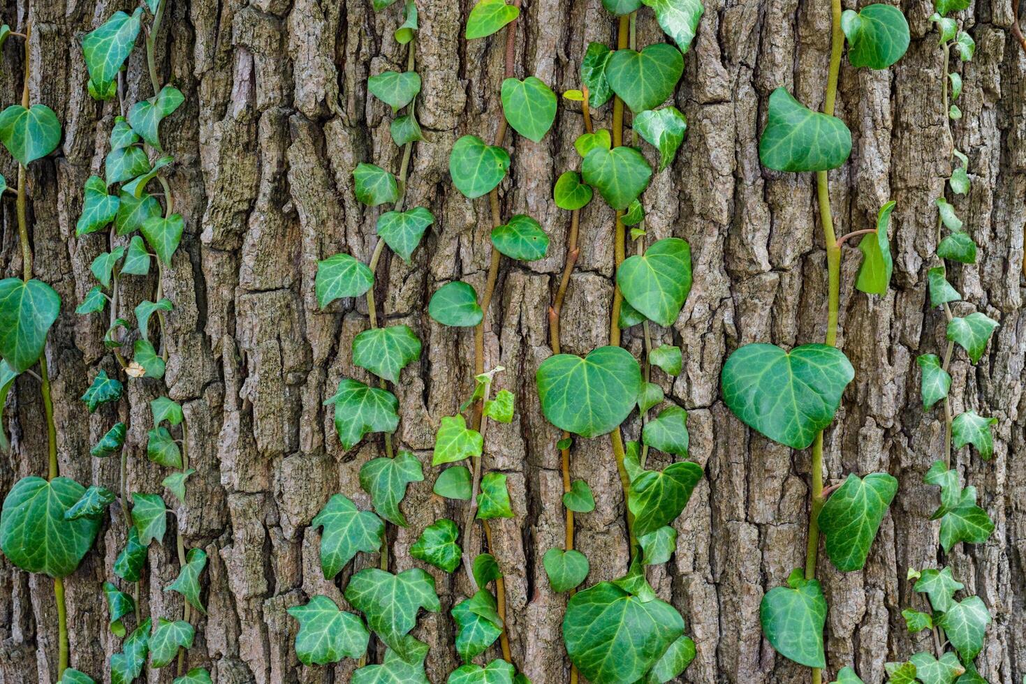 Hedera, commonly called ivy - a young shoot climbs up the bark of an old tree photo
