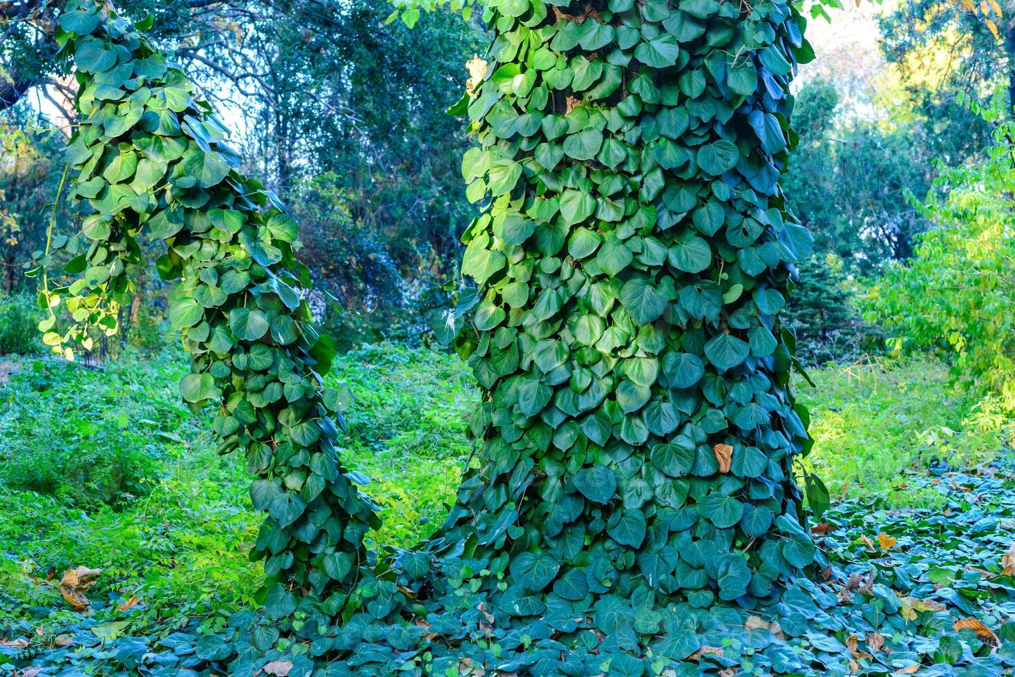 The trunk of an old tree, completely overgrown with ivy with green leaves, Ukraine photo