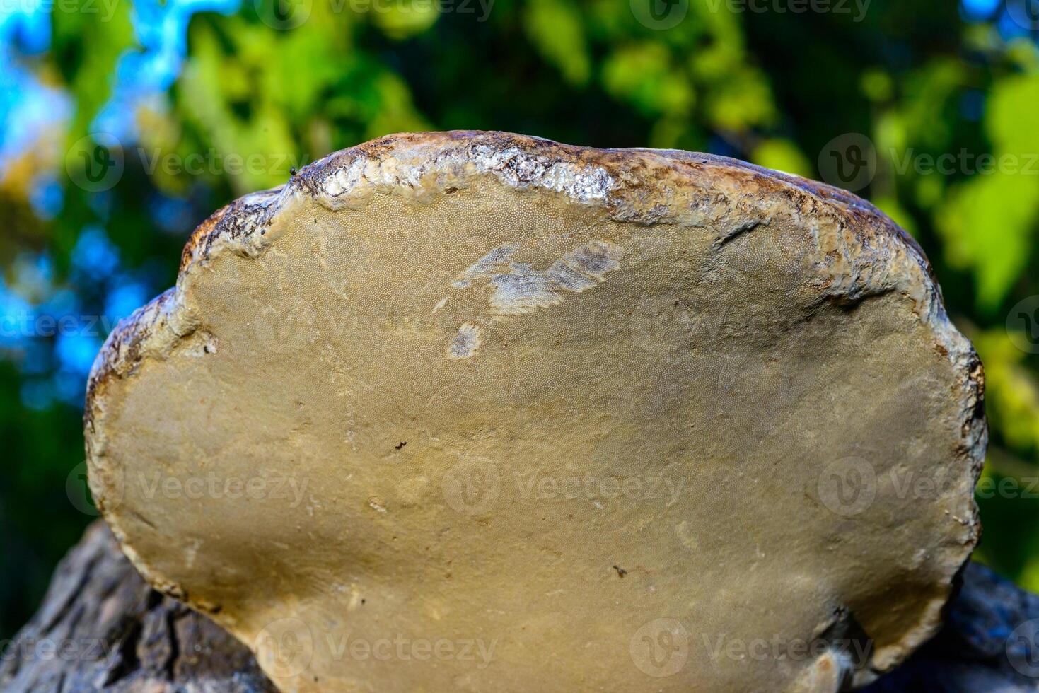 False tinder fungus, tinder polypore Fomes fomentarius wood-destroying fungus species on old tree stump photo