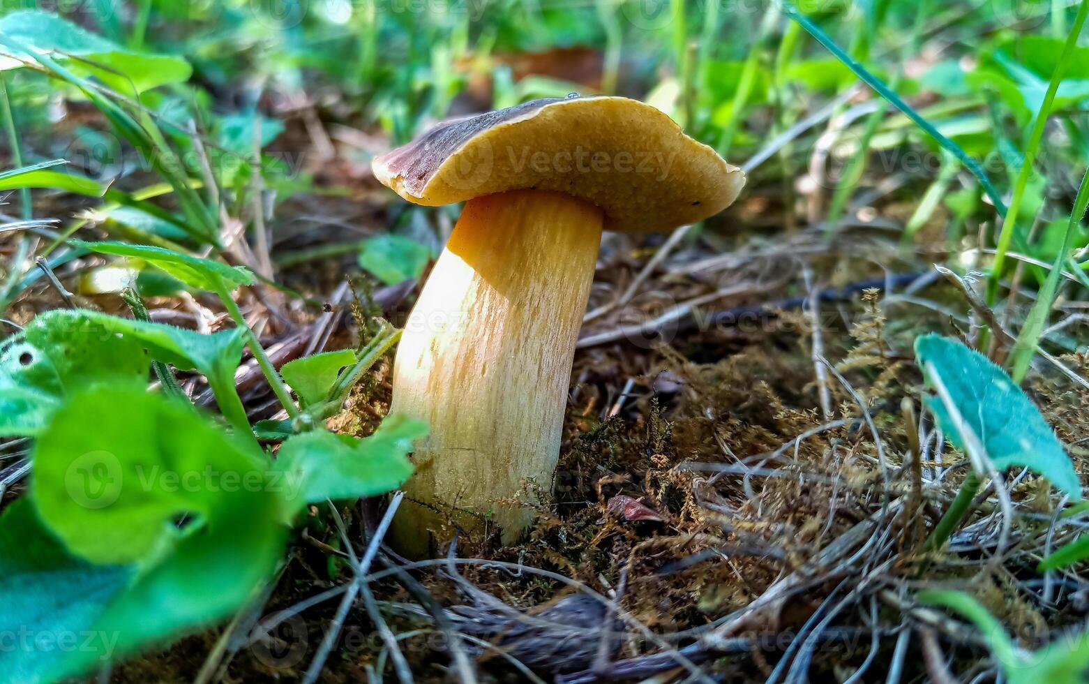 Boletus sp. - edible saprotrophic mushroom grown in the garden under the trees, Odessa, Ukraine photo