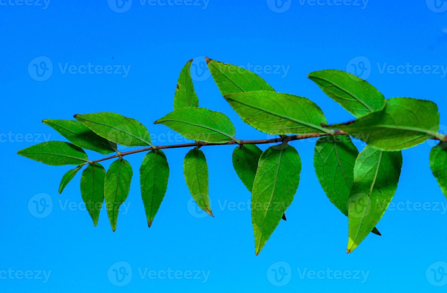 A twig with oblong green leaves against the background of the sky in the garden in autumn, Ukraine photo