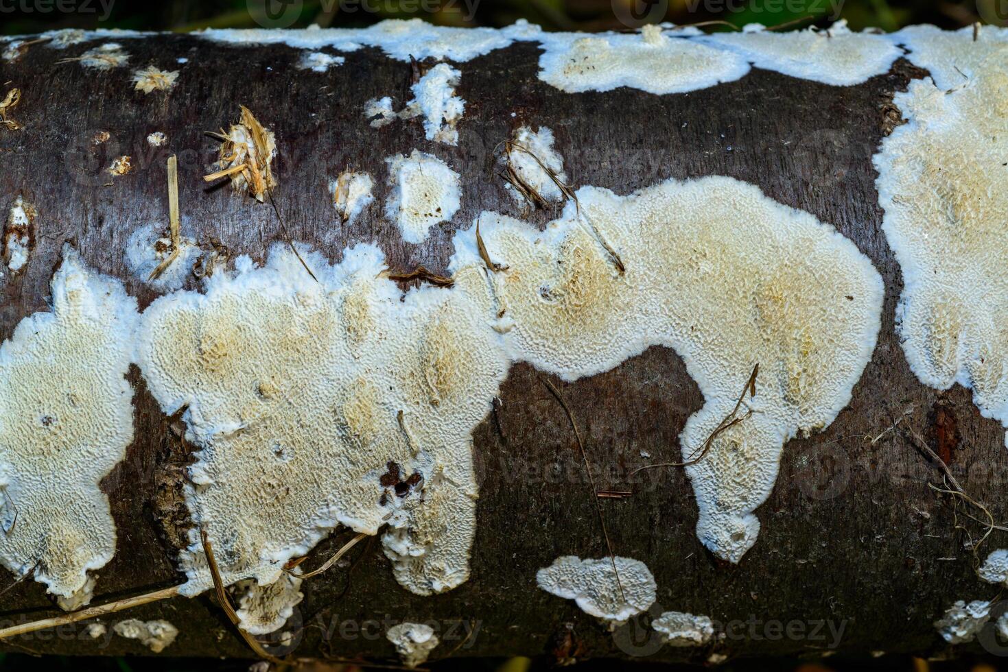 Postia rennyi - a thin layer of white fungus on the trunk of an old cherry, destroying the wood photo