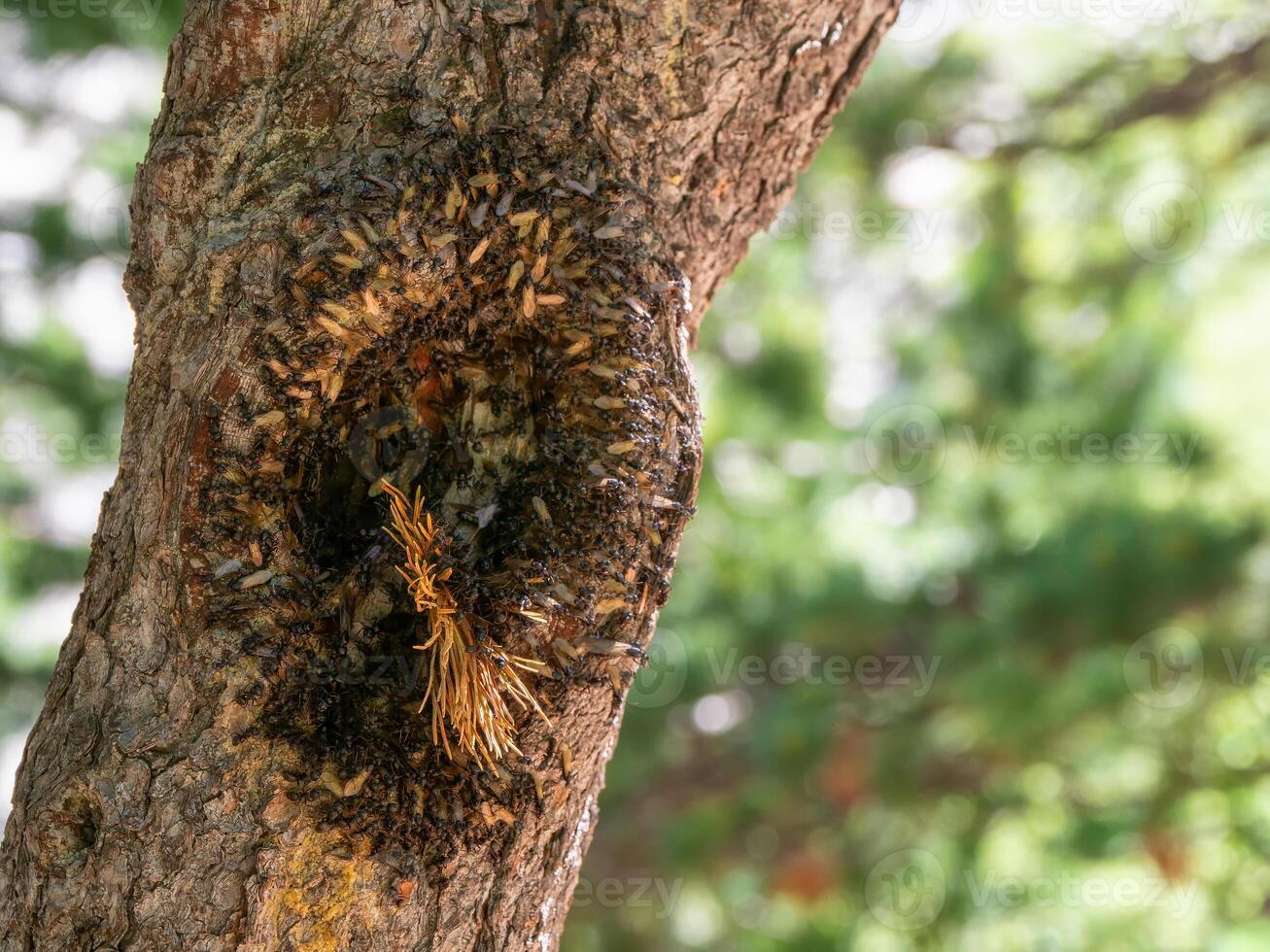 Colony of flying ants in a hollow tree photo