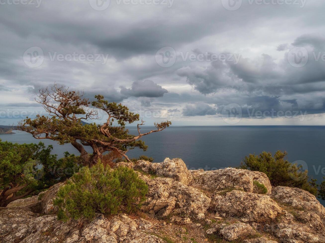Lone gnarled pine tree on the Black Sea shore. photo