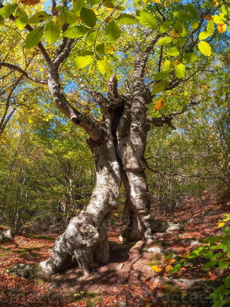A beech forest, a quaint old tree. photo