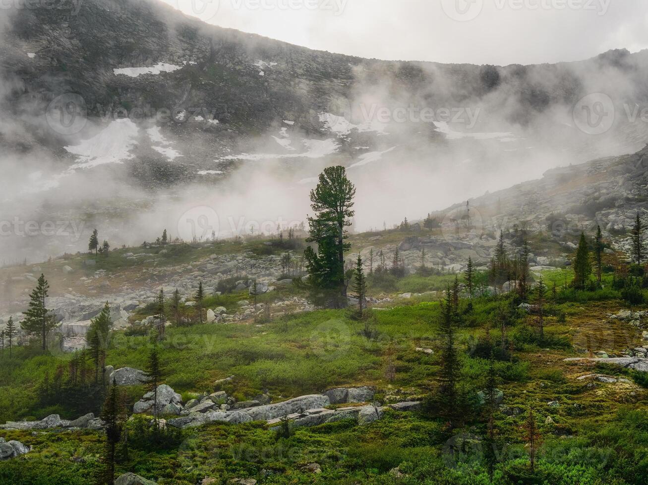 scenery with coniferous forest in thick fog photo