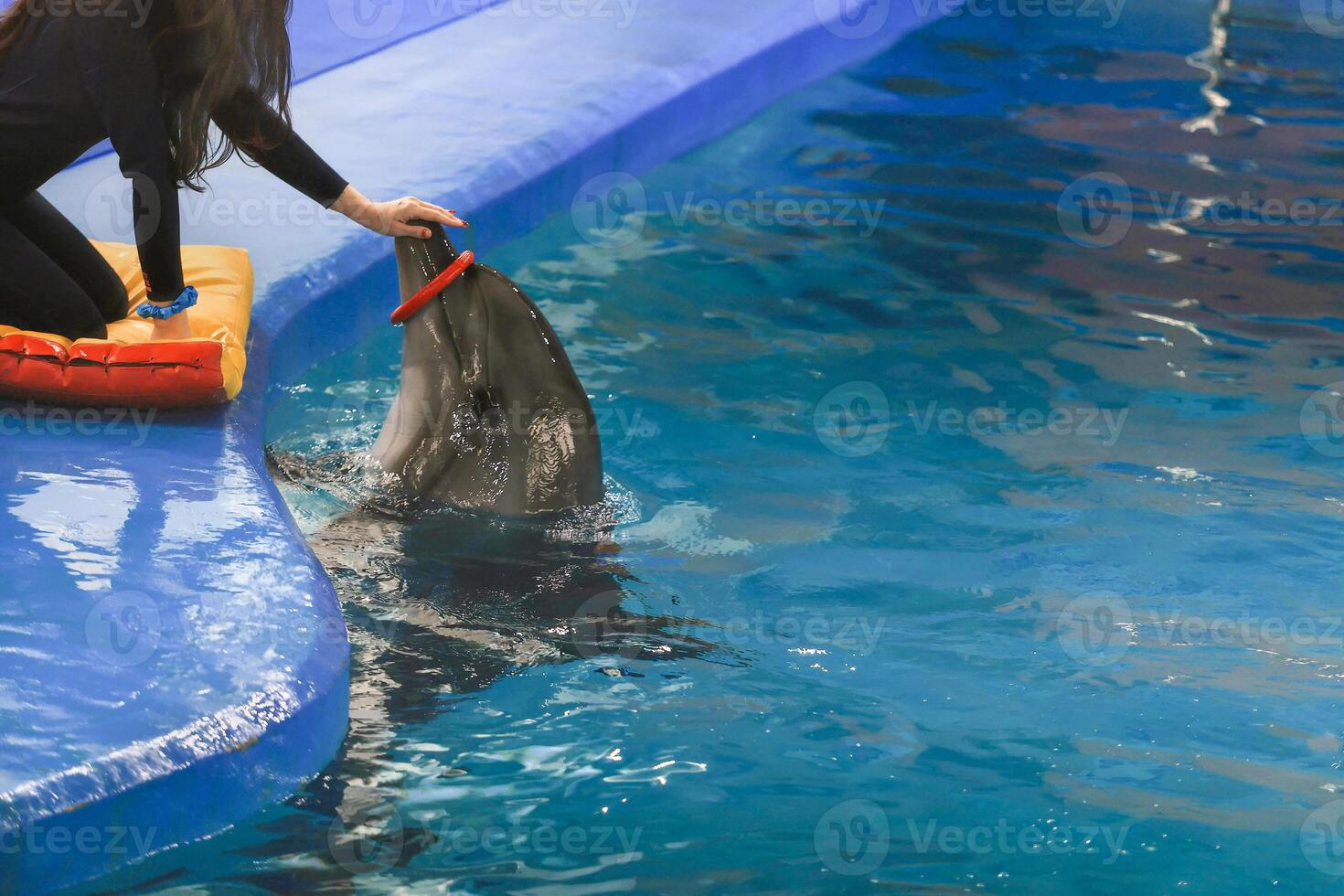 Show with dolphins. the trainer works with a trained dolphin in the pool photo