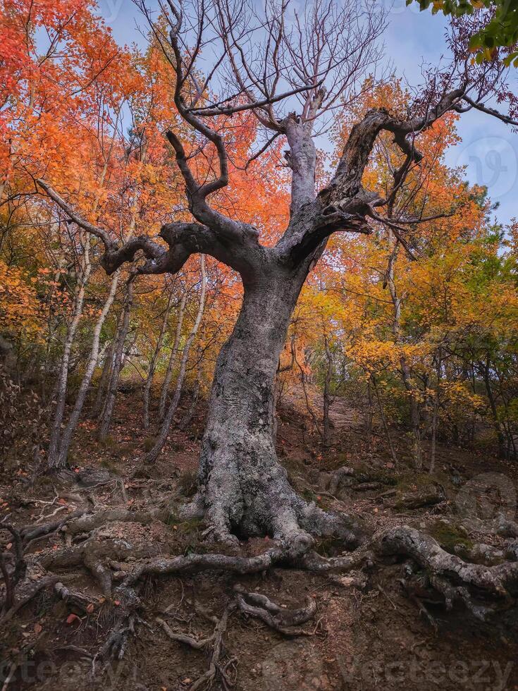 Evening autumn beech forest with fancy tree trunks. photo