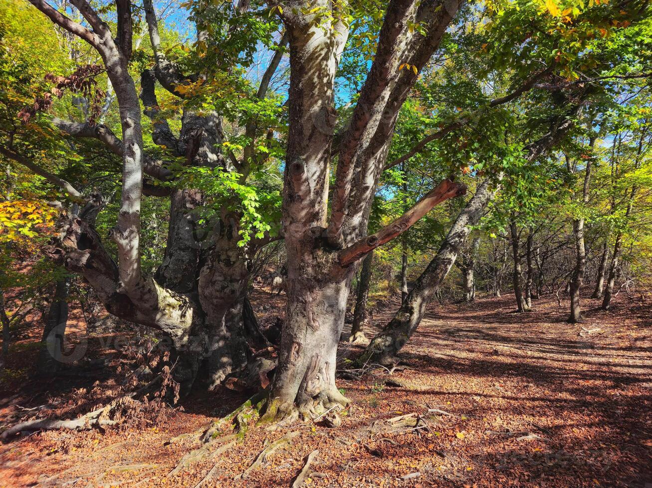 Demerdzhi Natural Park, beech woods. Sunny autumn landscape. Russia photo