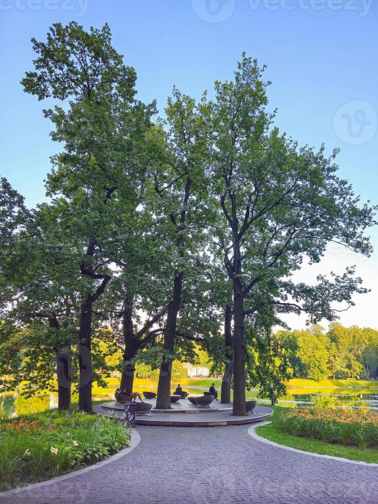 trees near the water in the Ostankino Park in Moscow. photo