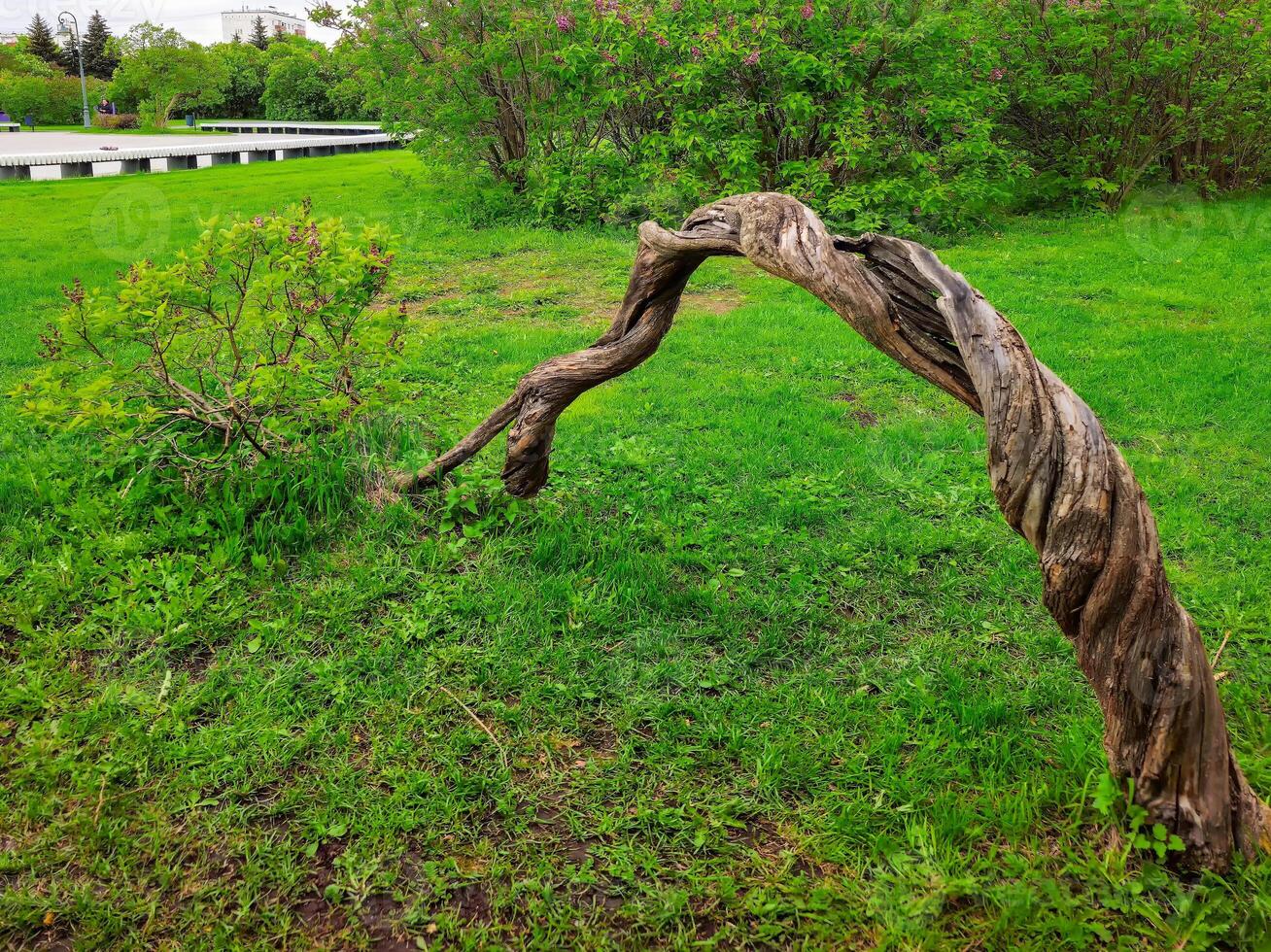 Green grass field with fallen branch lilac tree photo