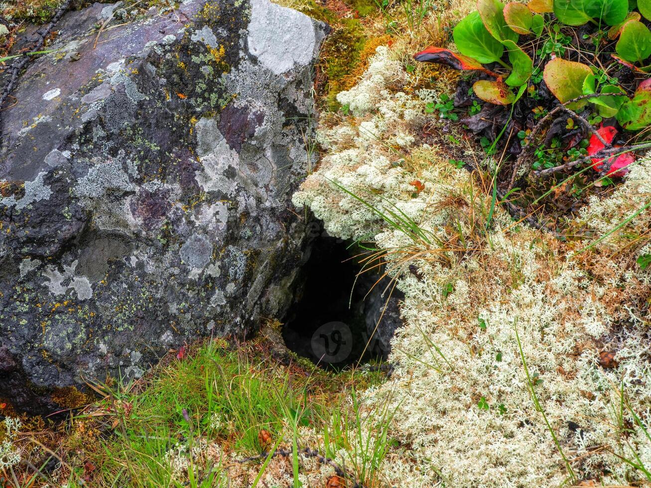 A hole between moss and stone in the forest in spring. photo