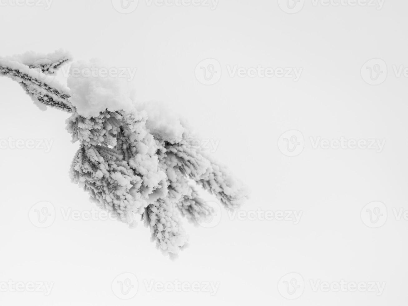 Winter minimalistic background. Frozen branch is covered with snow. Copy space. photo
