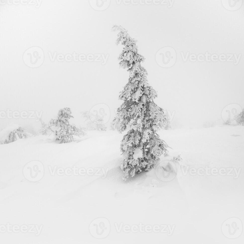 Winter white minimalistic natural landscape. Mystical fairy tale of the winter misty forest. Snow covered Christmas fir trees on mountainside. photo