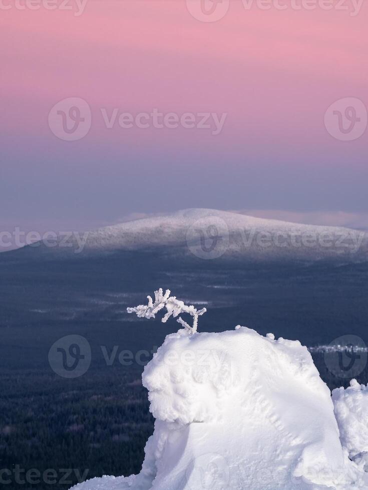 Amazing zen vertical view with a snow-covered branch on the background of a conical hill with a rich purple morning sky. Amazing cold pink dawn over a snowy winter hill. Mystical Arctic fairy tale. photo