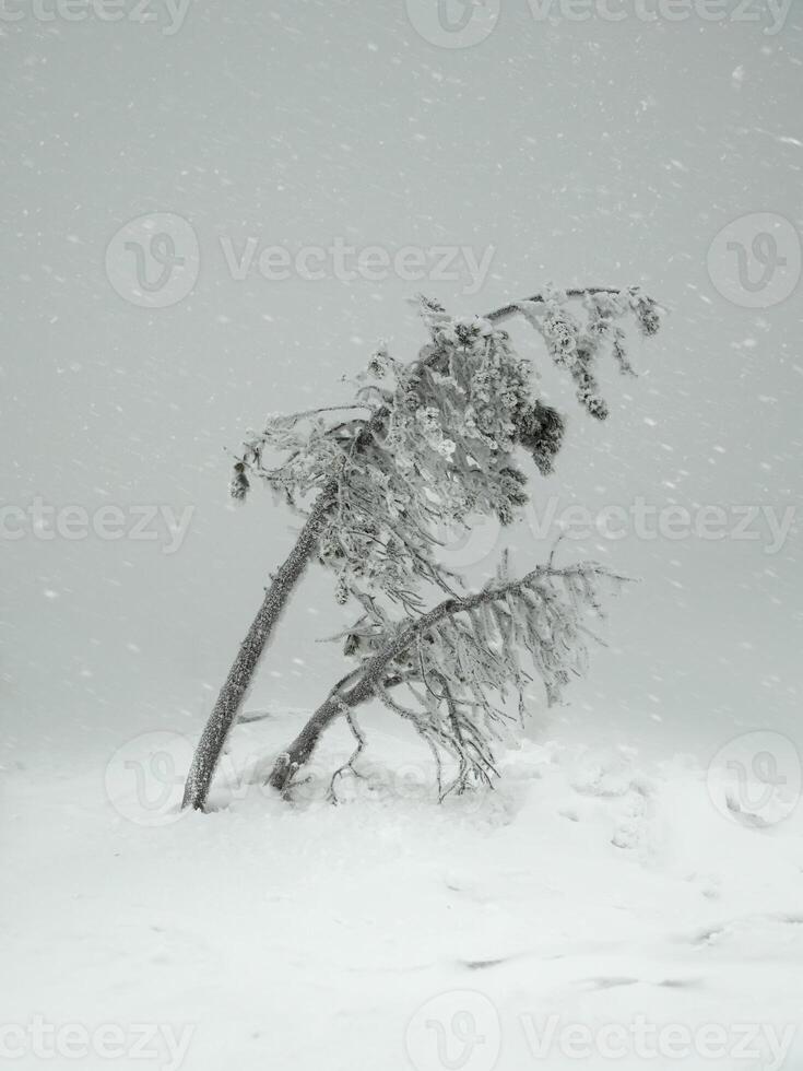 Magical bizarre silhouettes of trees are plastered with snow. Ar photo