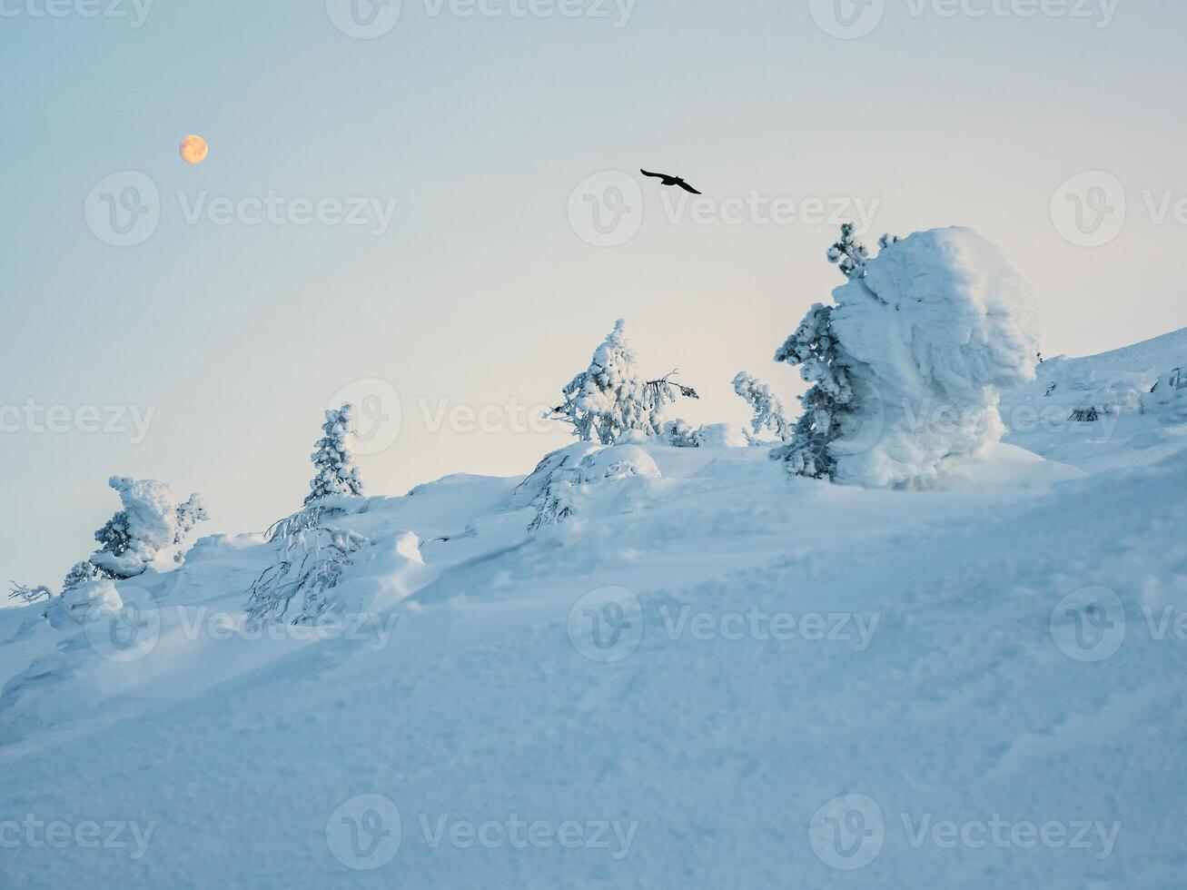 Raven fly over snow-covered mountain slope with fancy white trees on the night of the full moon. Amazing northern nature, winter natural background. photo