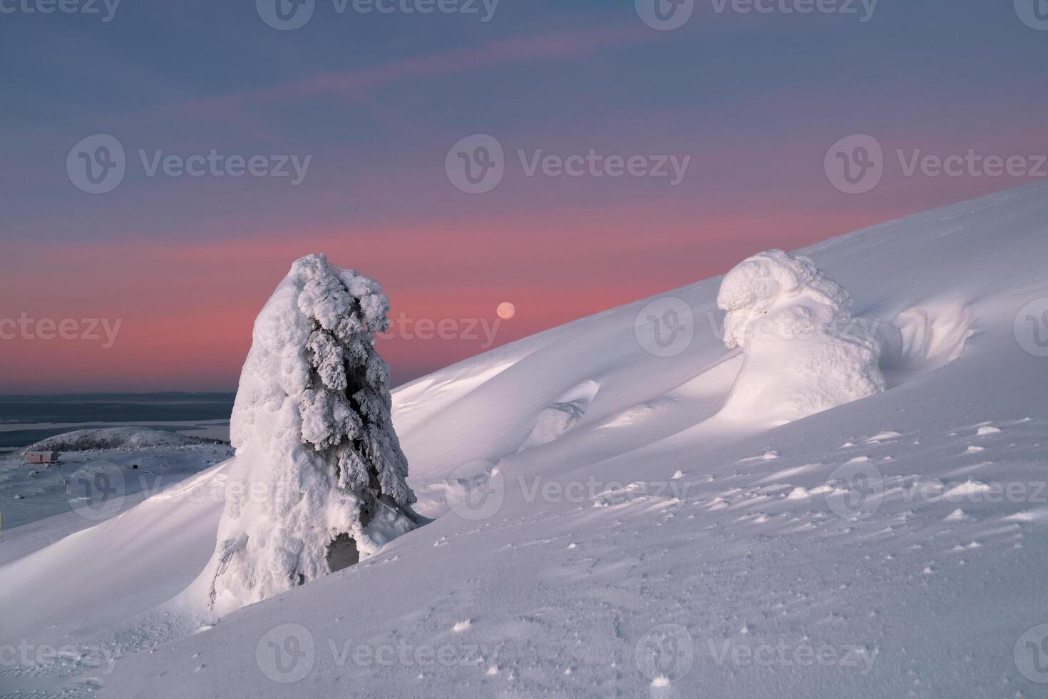 Magical bizarre silhouette of fir tree are plastered with snow at purple dawn background. photo