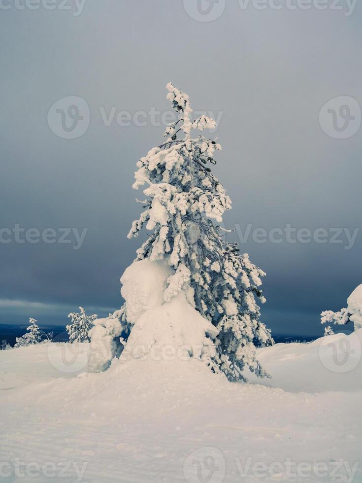 Magical bizarre silhouettes of trees are plastered with snow. Arctic harsh nature. A mystical fairy tale of the winter misty forest. Snow covered Christmas fir trees on mountainside. Square view. photo