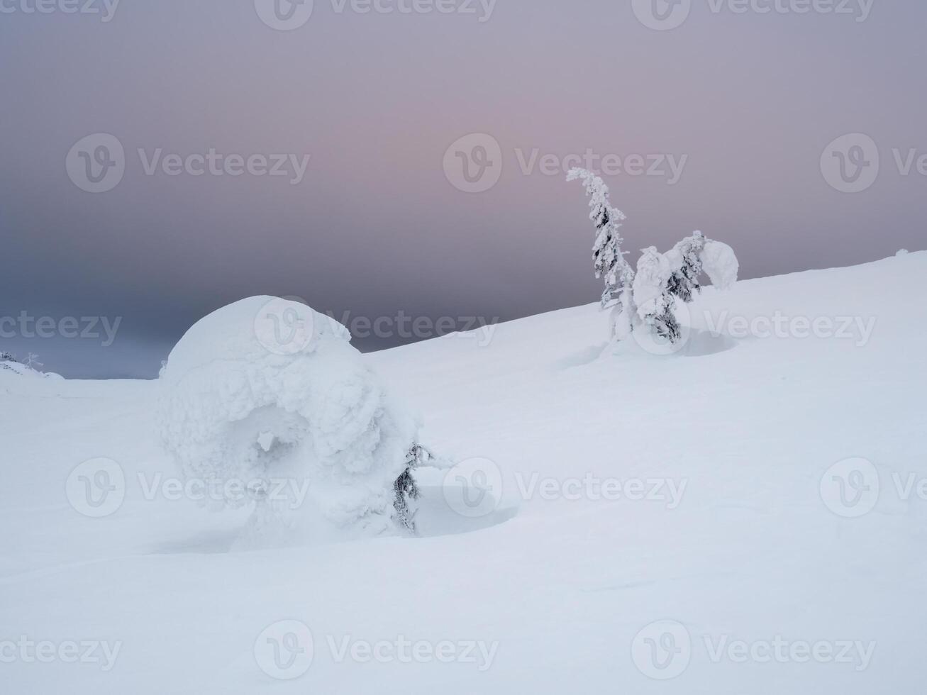 Winter snow-covered frosty natural background with a frozen fir tree. Minimalistic landscape with a lonely naked snowy tree in a winter field. Amazing scene in cloudy and foggy weather. photo