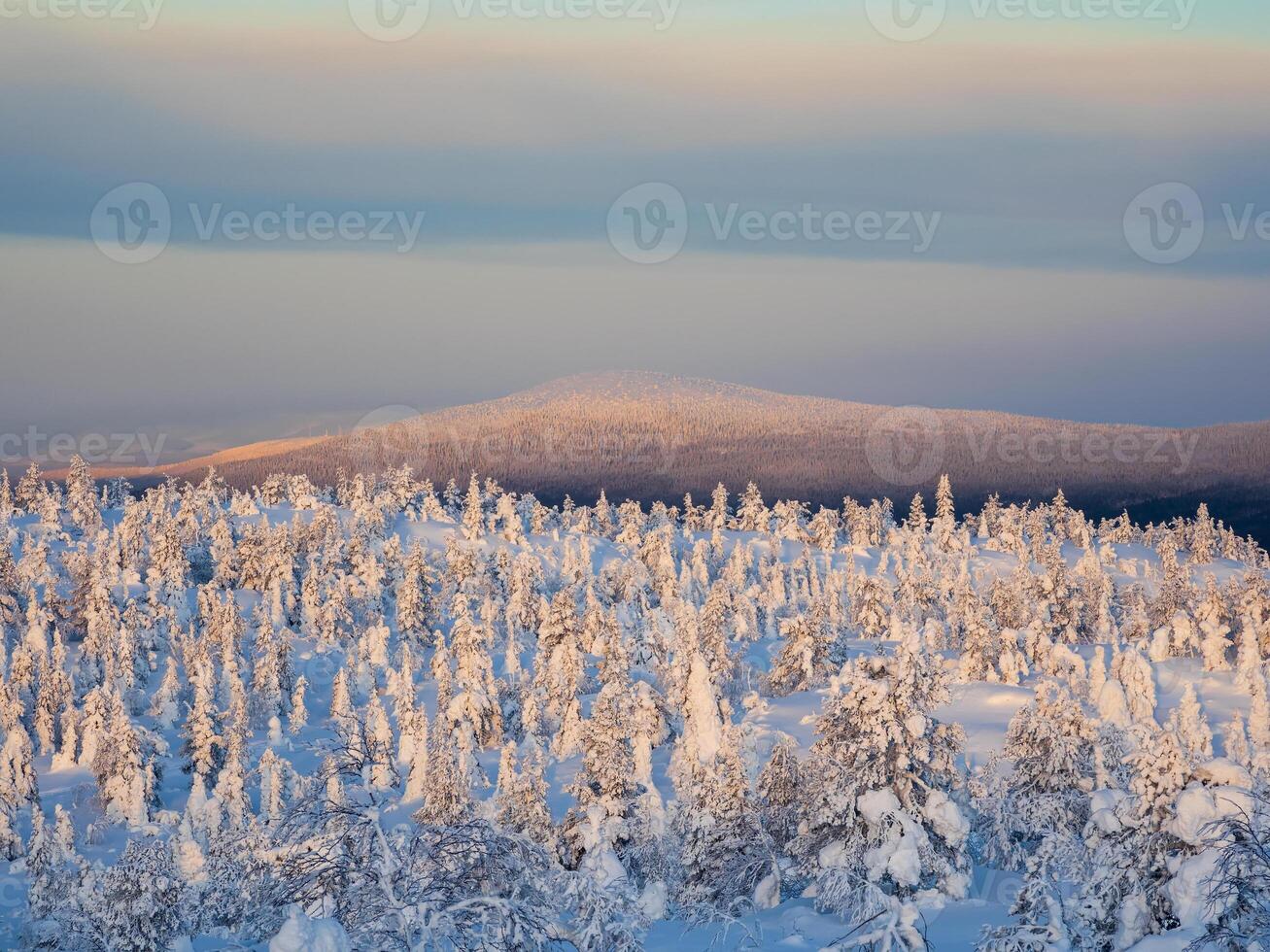 Snow-covered forest at the foot of the mountain at dawn. Arctic harsh nature. Snow covered Christmas fir trees on mountainside against the background of a blue-pink frosty sky. photo