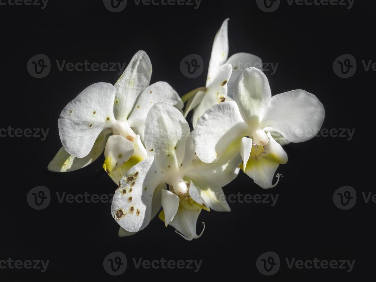 Orchids and Botrytis Fungus. An evil and scary fungus on Orchids. photo