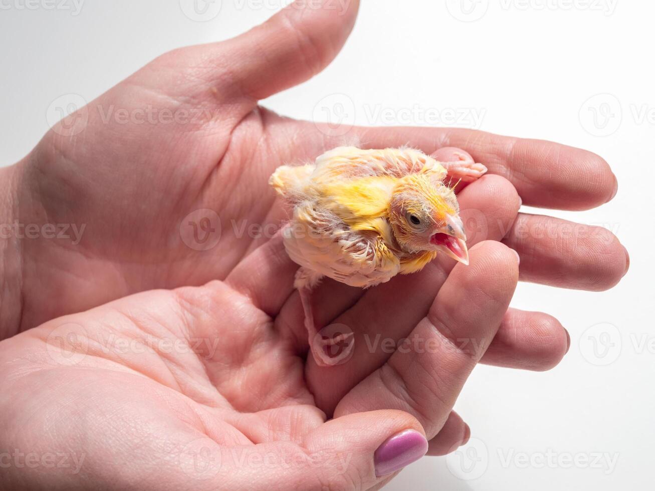 canary chick on a human palm will be warmed by love and the warmth of the sun. photo