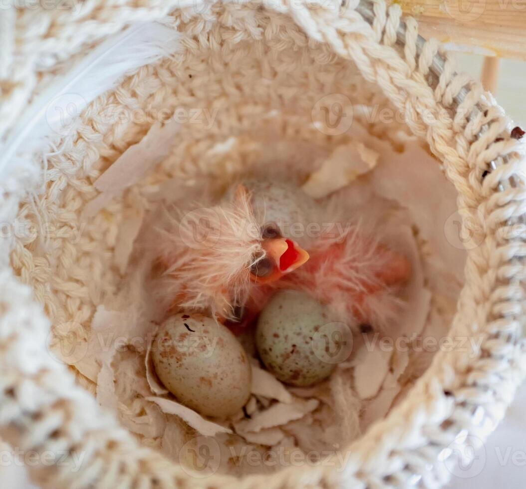 Newly hatched canary chick and eggs in the nest. Spring replenishment in the family. Breeding of songbirds at home. photo