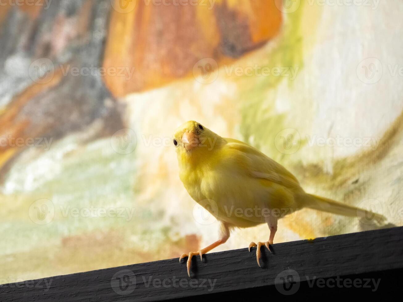 Selective focus. Young male Curious yellow canary looks at camera sitting on a wood table on a color background. Breeding songbirds at home. photo
